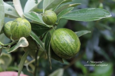 F. argarita - 